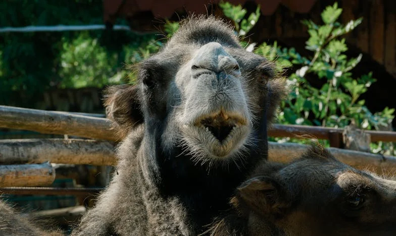 Lanțurile tăcerii: Mărturisirea unui tată român