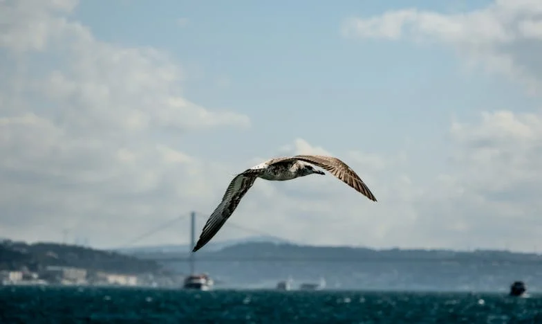 Nunta surorii mele și povara tăcută a bunicii: O luptă între datorie și libertate