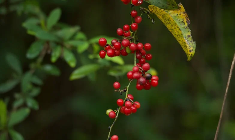 O decizie la limita: Povestea unei familii și a unui polițist