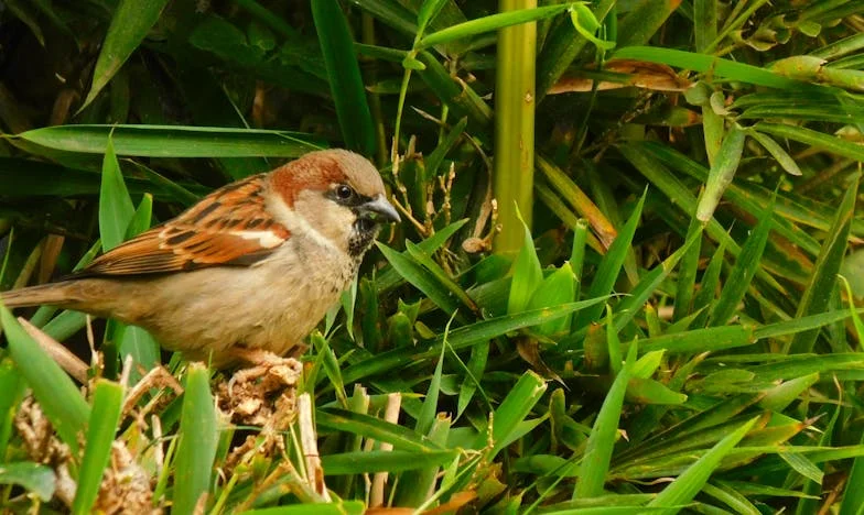Sângele nu e întotdeauna apă: Povestea unei trădări de familie