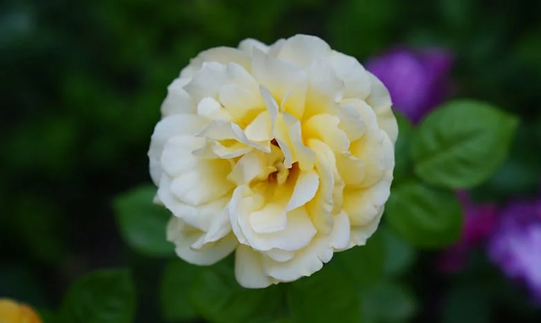 Scrisoarea din valiză: Povestea mea despre trădare și curaj