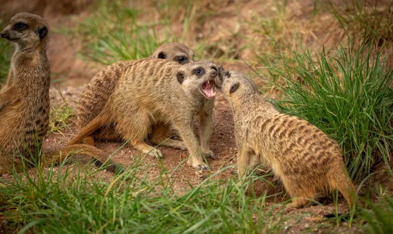 Urechile mele, povestea mea: Cum am învățat să mă privesc în oglindă