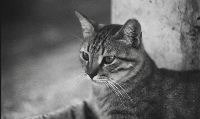 A doua tinerețe cu gust de sacrificiu: când fiica mea s-a întors acasă, nu eram pregătită pentru furtuna care urma