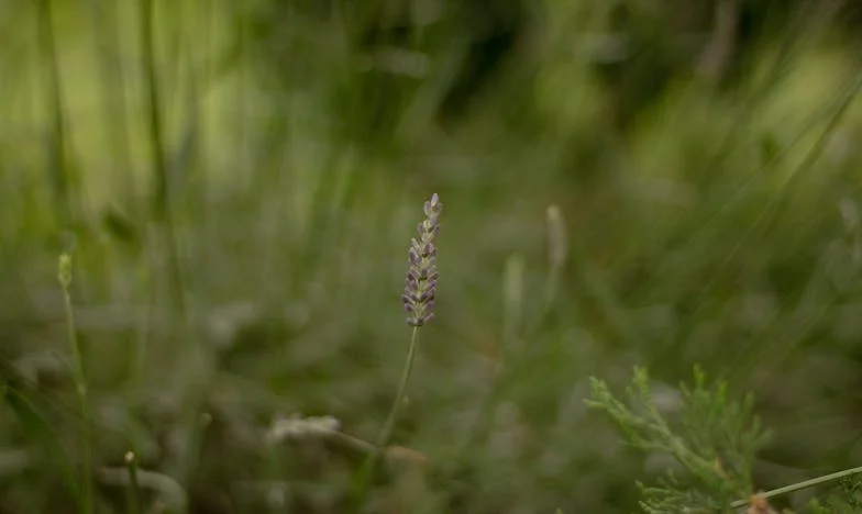 Când dragostea de mamă doare: Povestea mea cu fiul meu, Vlad