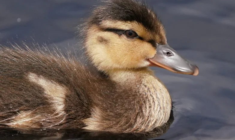 Când dragostea se rupe între generații: Povestea Anei, a fiului ei și a nurorii