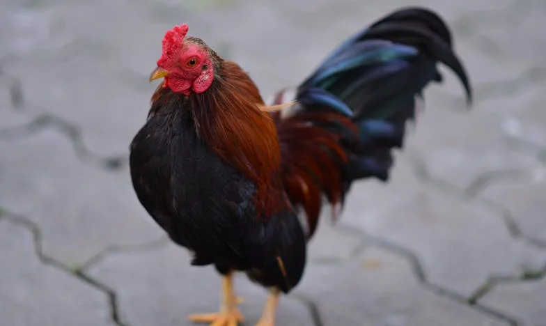 Când familia cere mai mult decât poți da: Povestea unei inimi împărțite