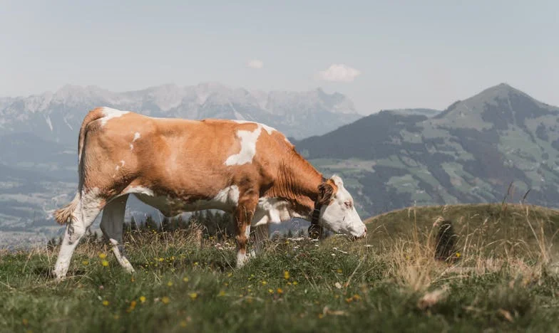 Când familia devine o povară: Povestea mutării care mi-a schimbat viața