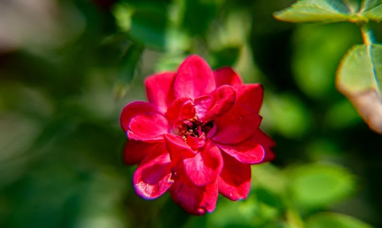 Când totul se prăbușește: Povestea mea despre trădare, boală și lipsa sprijinului din familie