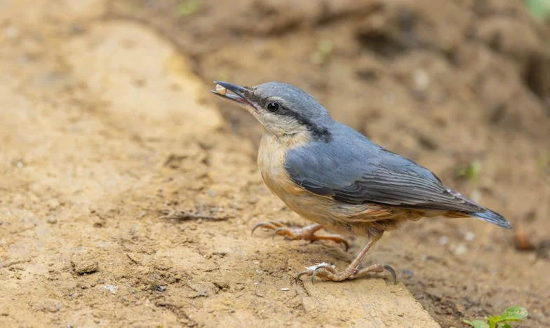 Când tradiția devine povară – Povestea unei revolte la aniversare