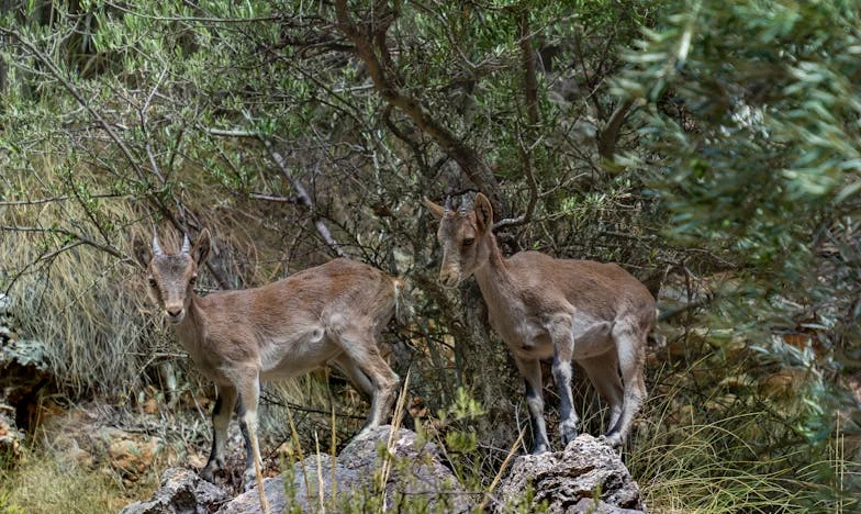 Casa fratelui meu, lacrimile mele: Povestea unei surori care și-a pierdut acasă