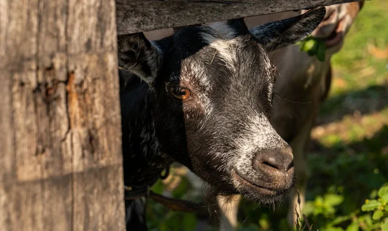 Cât valorează sacrificiul unui părinte?