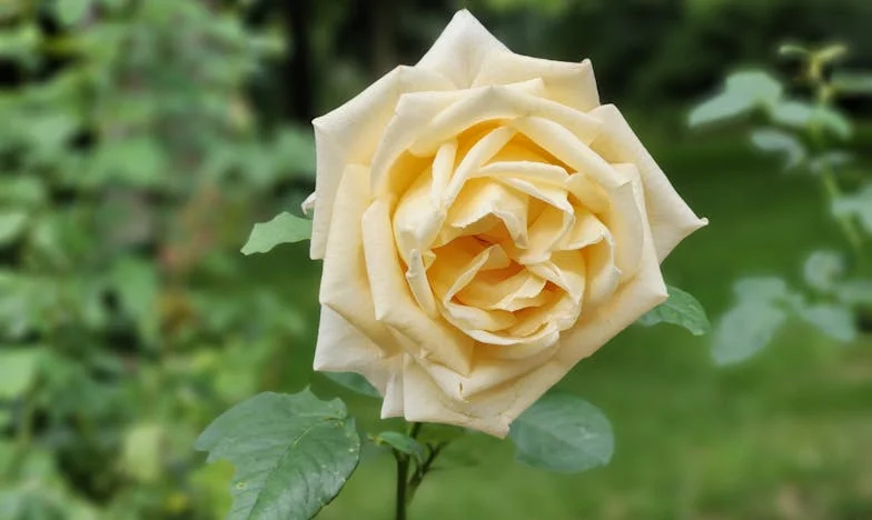 Cina de ieri nu mai există: Povestea unei femei între iubire și epuizare