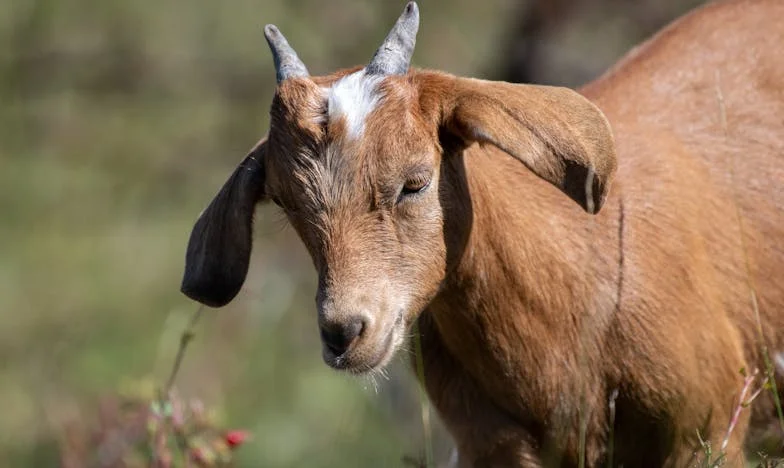 Cuvântul care mi-a salvat fiica – O poveste despre încredere, secrete și curajul unei mame