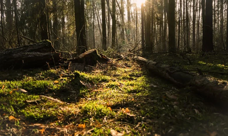 De ce am fost nevoită să-mi îndepărtez propria mamă: O poveste despre trădare, iertare și regăsirea sinelui