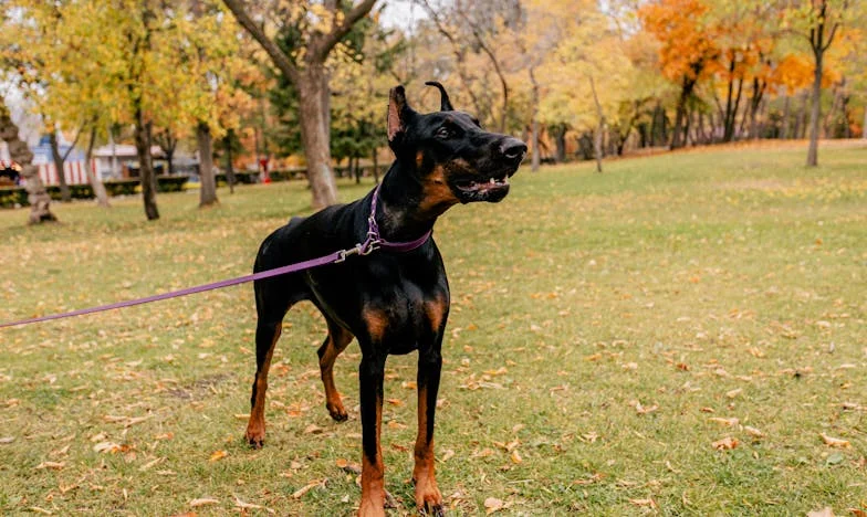 Eșarfa roz – O zi care mi-a schimbat viața