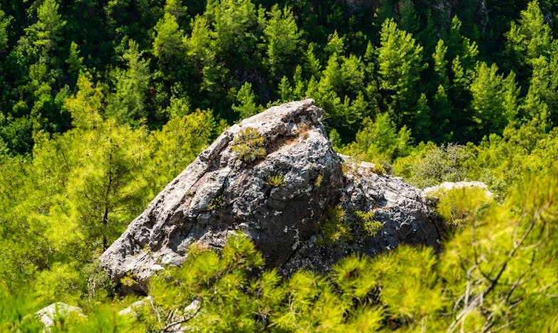 Între Două Focuri: Cum Am Luptat Pentru Iubirea Mamei Mele