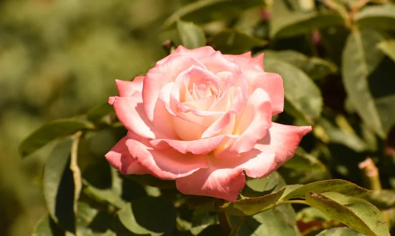 Între două lumi: Frica de a-mi pierde nepoții