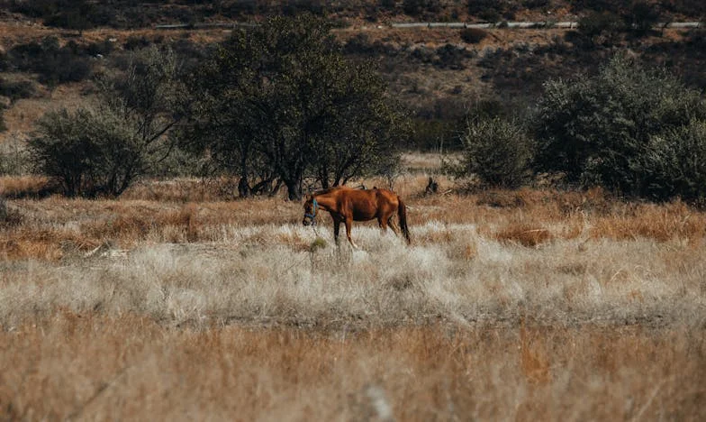 Între două lumi: Povestea mea după accident