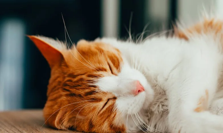 Între iubire și sacrificiu: Povestea unei mame românce