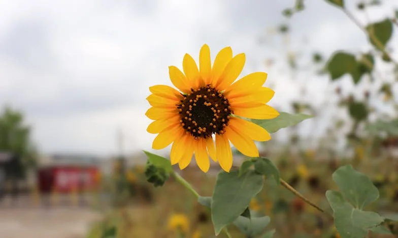 Noaptea în care tata a plecat: Povestea unei familii destrămate