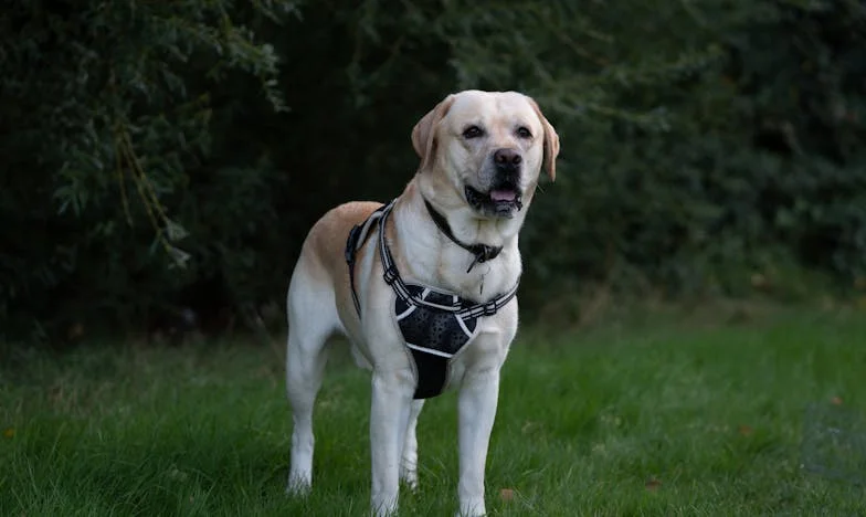 Poate Dragostea Să Țină O Familie Împreună? Povestea Mea cu Oana și Copiii Ei