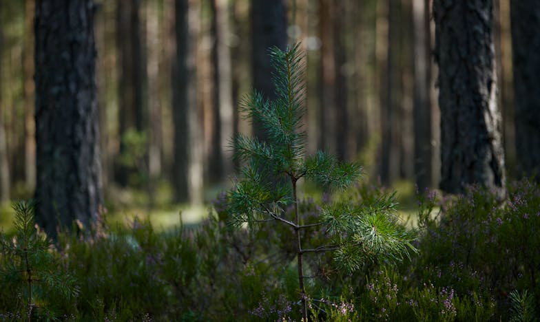 Rușinea care ne desparte: Povestea mea de mamă într-o lume a comparațiilor
