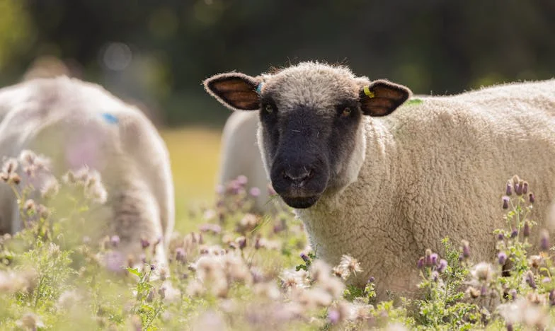 Umbra moștenirii: Povestea unei familii dezbinate și regăsite