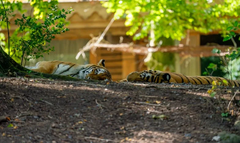 Vizita neașteptată: O lecție despre iertare și înțelegere