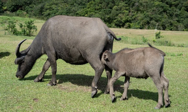 Alungat, dar nu înfrânt: Povestea lui Dinu și secretul lăsat de tatăl său