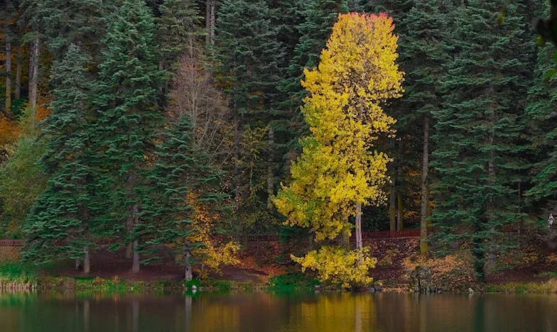Balonul din curte: O scrisoare către fratele pierdut