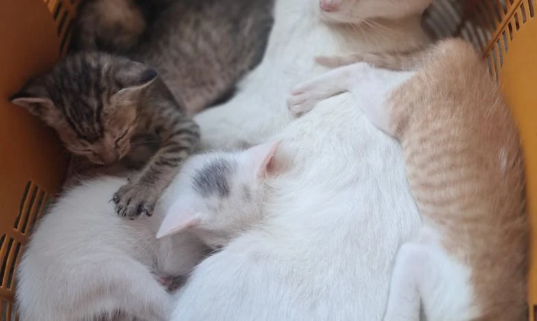 Camera care nu-mi mai aparține: Povestea unei verișoare și a unei identități pierdute