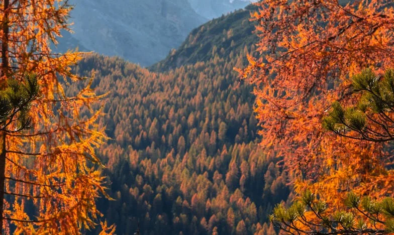 Casa bunicii – darul care a dezbinat familia