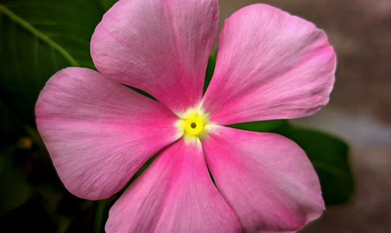 Casa care trebuia să fie acasă: Trădare între surori