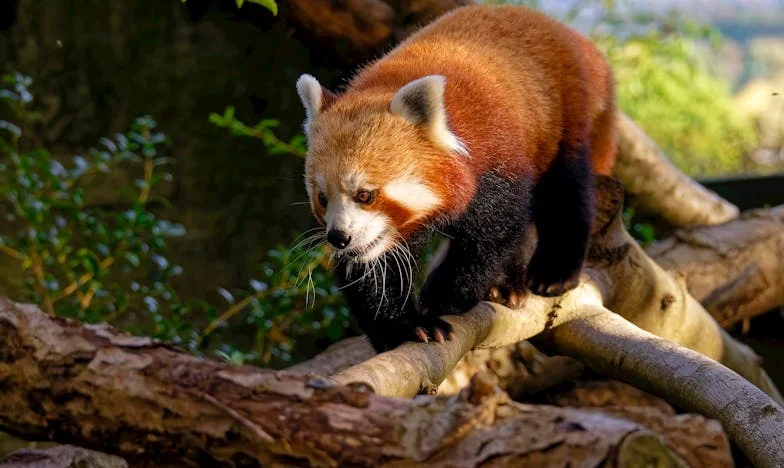 „Doar o cină, ce poate fi atât de grav?” – O seară care a schimbat totul