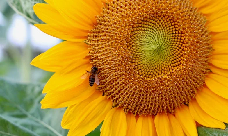 În umbra promisiunilor: Prețul libertății mele