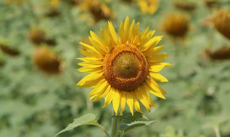 Între două case: Povestea unei mame, a pierderii și a noilor începuturi