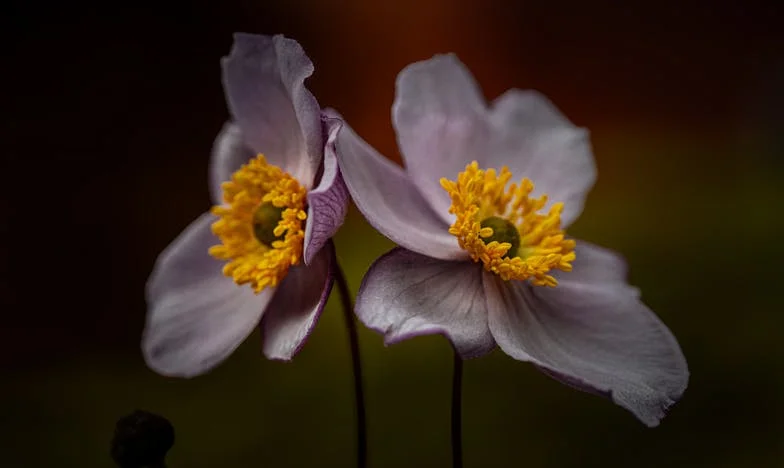 Între Dragoste și Pierdere: Povestea Mea, Irina