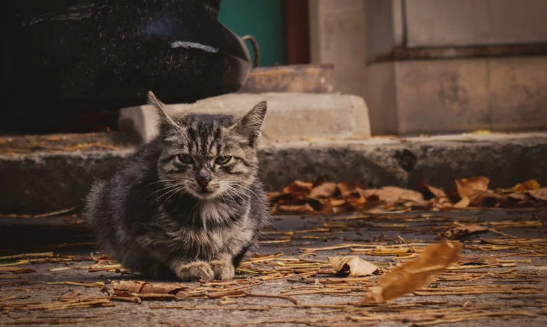 Între iubire și trădare: Povestea unei familii destrămate