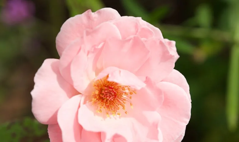 Izgonită din familie pentru că am rămas însărcinată: După zece ani, părinții mei au venit să-mi ceară ajutor