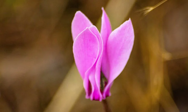 „Nu venim după el” – În umbra unui frate