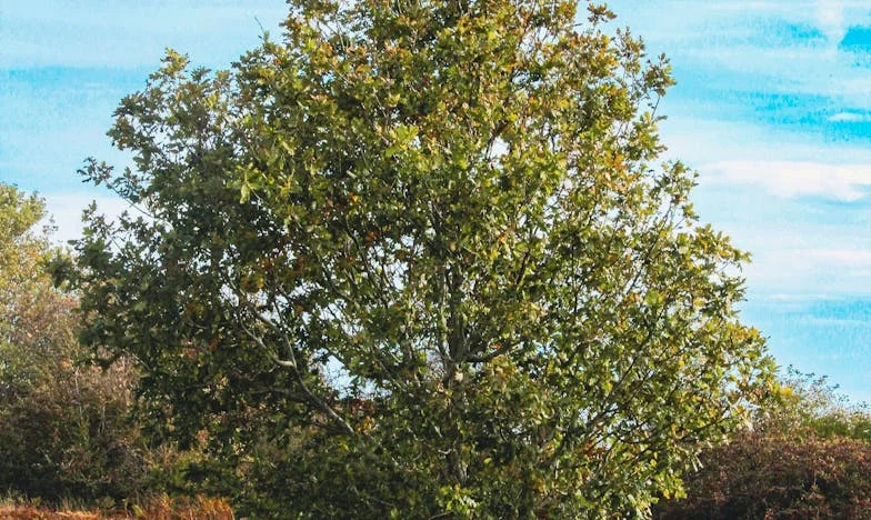 O cafea, o șansă și o inimă frântă