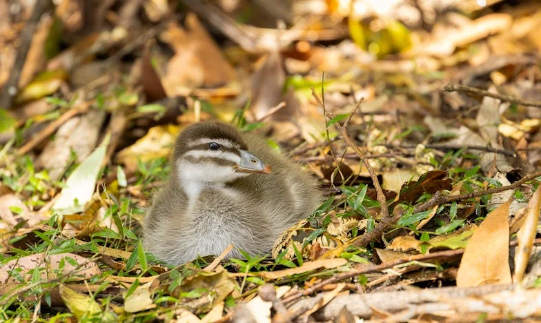 Să lași totul în urmă: Povestea mea despre curaj, vinovăție și libertate