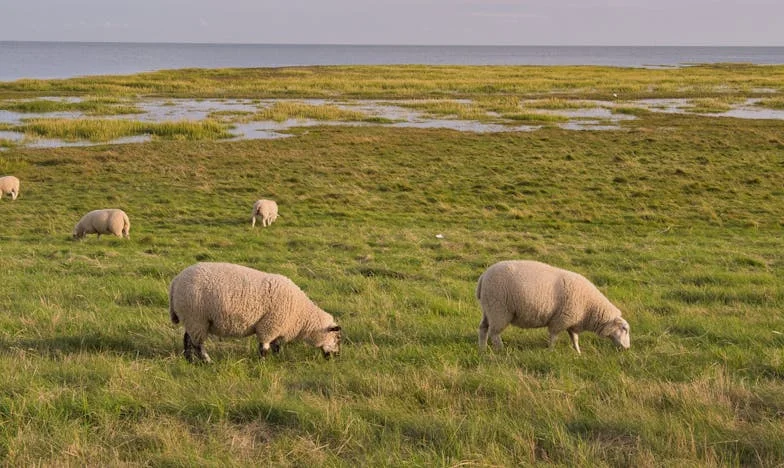 Soțul meu mi-a ascuns adevărul: Povestea unei familii sfâșiate de secrete