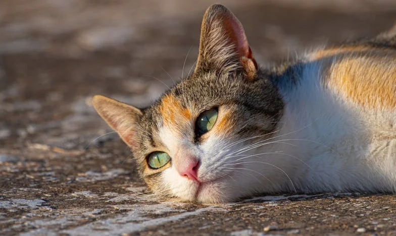 Străină în propria familie: Povestea unei mame care și-a pierdut locul acasă