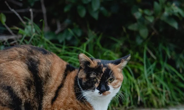 Sub masca iubirii: Povestea mea, a lui Vlad și a așteptărilor tatălui meu