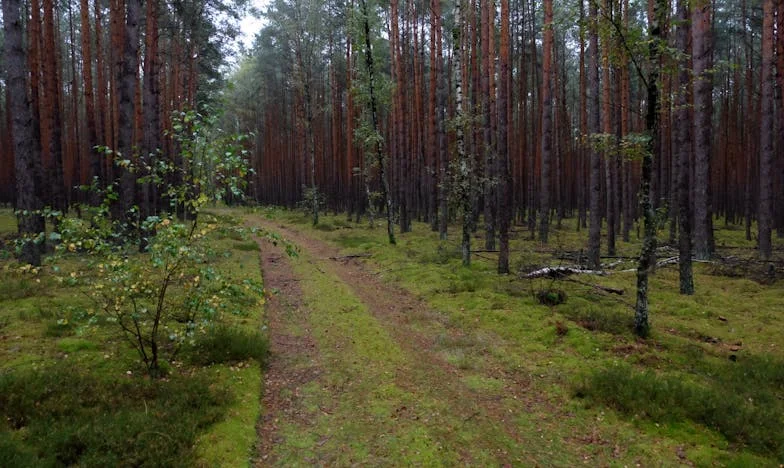 Supă în loc de desert: O poveste despre bunătate și singurătate în inima Bucureștiului