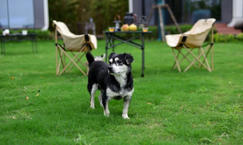 Umbre pe trotuar: Povestea unei trădări