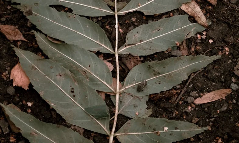 Umbrele din casa mea: Povestea unei nurori românce