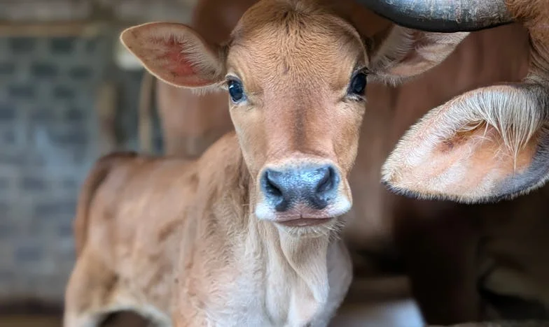 Umbrele din casa soacrei mele