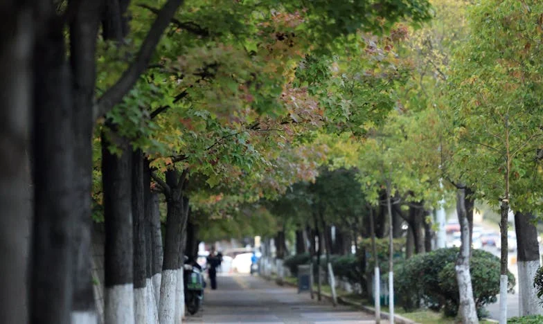 Un nou început: Povestea lui Radu și lupta pentru o familie adevărată